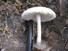Pluteus pellitus
