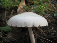 Pluteus pellitus