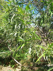 Acacia maidenii