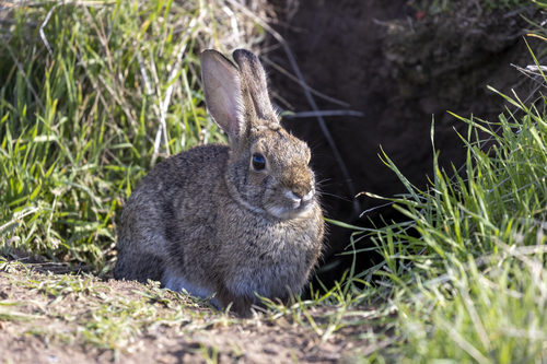 iNaturalist observation photo of Desert Cottontail