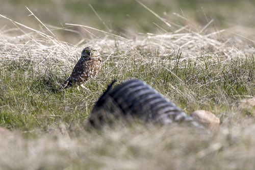 iNaturalist observation photo of Burrowing Owl