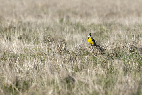 iNaturalist observation photo of Western Meadowlark