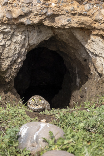 iNaturalist observation photo of Burrowing Owl