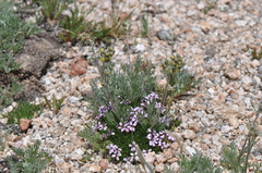 Artemisia scopulorum