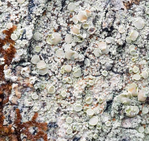 Lecanora miculata, 2020-12-17