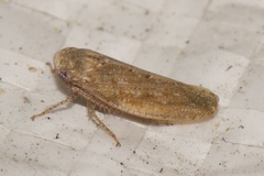 Paraphlepsius continuus