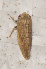 Paraphlepsius continuus