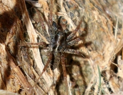 Pardosa valens