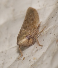 Paraphlepsius continuus