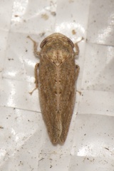 Paraphlepsius continuus