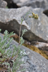 Artemisia scopulorum