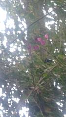 Bougainvillea spectabilis