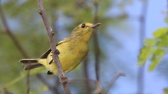Vireo pallens