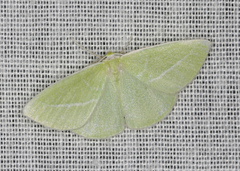 Iulops argocrana