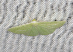 Iulops argocrana