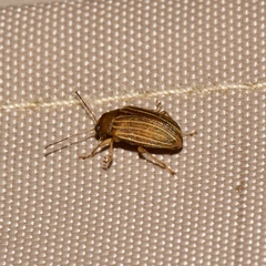 Colaspis pini