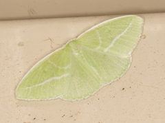 Iulops argocrana