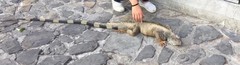 Iguana iguana