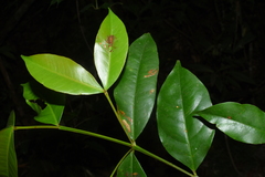 Garcinia merguensis