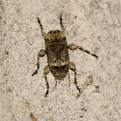 Leptostylus transversus