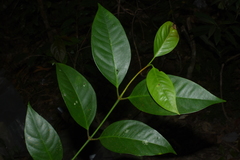 Garcinia hanburyi