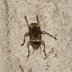 Leptostylus transversus