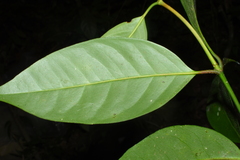Garcinia hanburyi