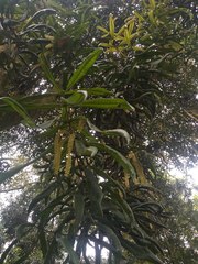 Macadamia integrifolia