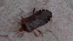 Anasa scorbutica