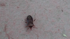 Anasa scorbutica