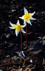 Erythronium helenae