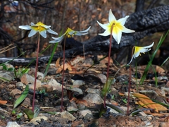 Erythronium helenae