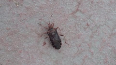 Anasa scorbutica