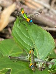 Paramastax rosenbergi