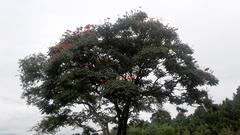 Spathodea campanulata