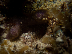 Malacoctenus erdmani
