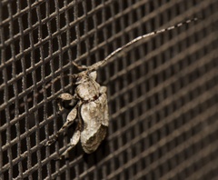 Leptostylus cretatellus