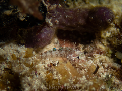 Malacoctenus erdmani