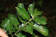 Lithocarpus