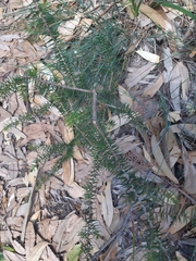 Acacia ulicifolia