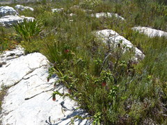 Liparia splendens splendens