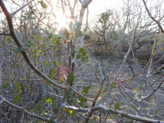 Bursera littoralis