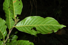 Lithocarpus