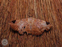 Mecodina