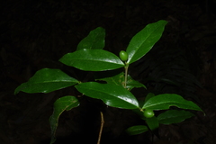 Wikstroemia
