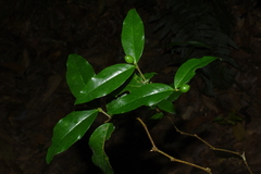 Wikstroemia