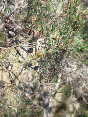 Allocasuarina paludosa