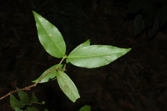 Wikstroemia