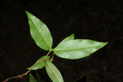 Wikstroemia