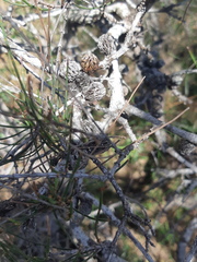 Allocasuarina paludosa